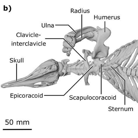 Rendering Of The Skeleton Of The Short Beaked Echidna Tachyglossus