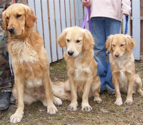 Why buy a golden retriever puppy for sale if you can adopt and save a life? 55+ Miniature Golden Retriever Puppies For Sale Near Me ...