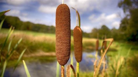Edible And Useful Plants The Cattail Totally Off Grid