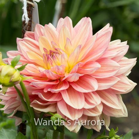 Wanda S Aurora Dahlia Flower Dahlia House Plants