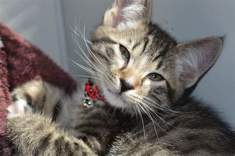 I am dedicating my life to taking care of kittens, but i'll never be as good as a mom cat is at taking care of these babies. All About Fostering Kittens - FACE Foundation Blog