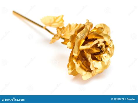 Gold Rose As A Prensent Close Up On White Stock Photo Image Of Beauty