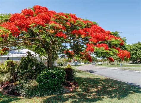 Flamboyant Flowers How To Care For A Royal Poinciana Tree