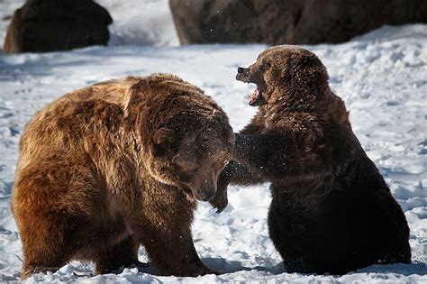 Snapshot Winter Grizzly Bears Travel Photography Blog