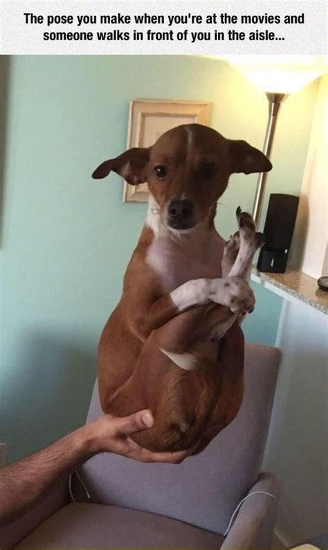 Most people have gone swimming at some point in their life, but very few of those are considered swimmers in any sort of competitive capacity. TOP 500+ Memes Cat Dog | Funny dog pictures, Funny animal ...