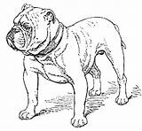 Dog Boxer Coloring Guard Stand Place Getdrawings sketch template