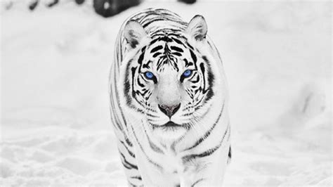 White Tiger Hd Wallpapers Top Free White Tiger Hd