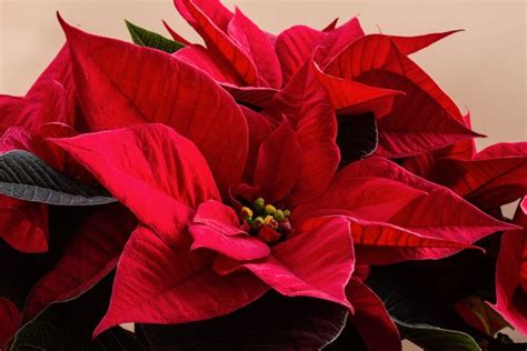 Les 5 fleurs et plantes parfaites pour la période de Noël