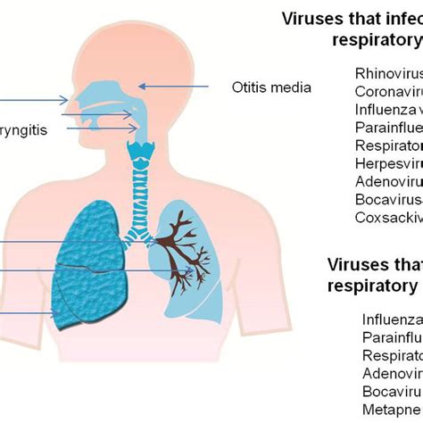 Pdf Pathogenesis Of Viral Respiratory Infection
