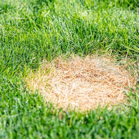 3 Common Lawn Diseases Ready To Ruin Your Cincinnati Lawn This Summer