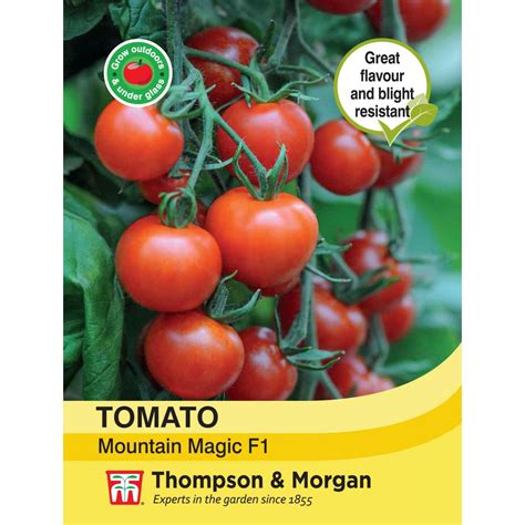 Tomato Mountain Magic F1 Hybrid Thirsk Garden Centre