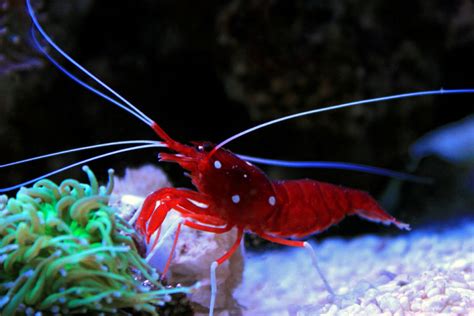 12 Saltwater Shrimp Species For Reef Tanks Build Your Aquarium