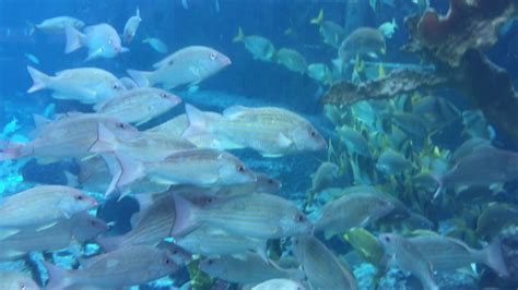 Atlantis Aquarium The Dig Tour Part 1 Wonderful And Free Youtube