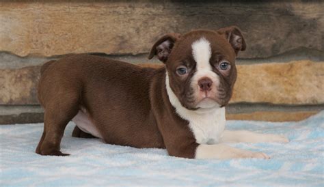 Akc Registered Boston Terrier For Sale Millersburg Oh Female Sabrina