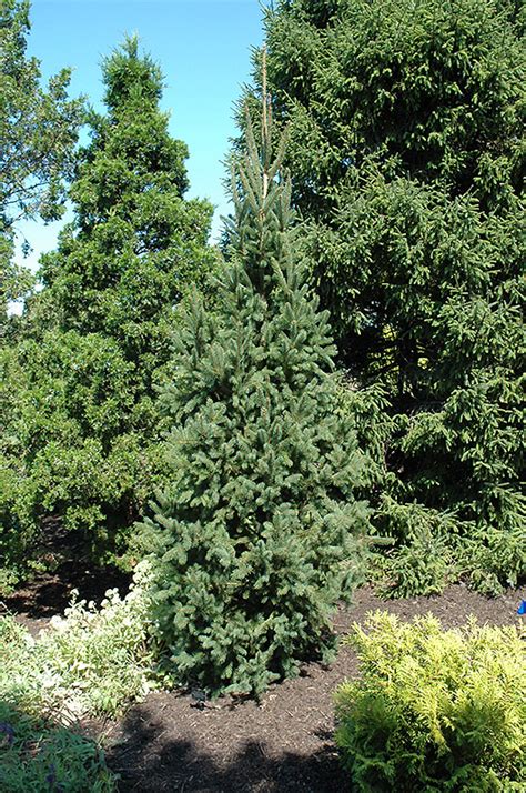 Taking proper care of these beauties is essential. Columnar Norway Spruce (Picea abies 'Cupressina') in ...