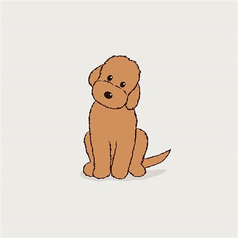 Labradoodle Illustrations Royalty Free Vector Graphics And Clip Art Istock