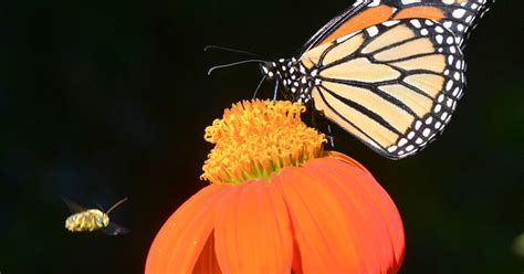 Bohart Museum Open House Features Butterflies News