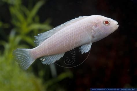 Pseudotropheus Socolofi Snow White Alias Malawi Cichlid Hippocampus