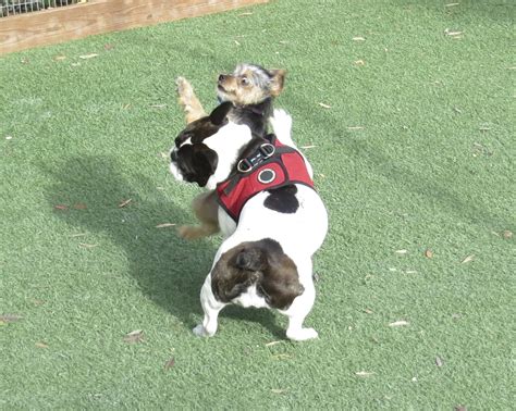 The best way to determine the temperament of a mixed breed is to look up all breeds in the cross and understand that you can get any combination of the characteristics found in either breed. "I CAAAN'T STOOOOP!" "Dude, relax, I've got you ...