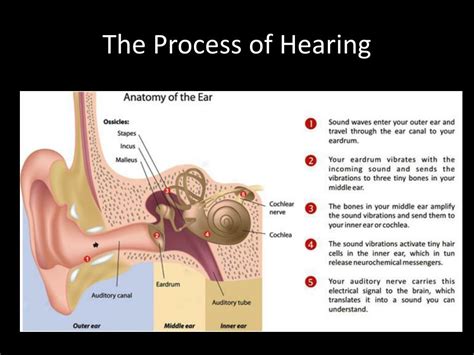Ppt The Ear Parts Functions And Hearing Process Powerpoint