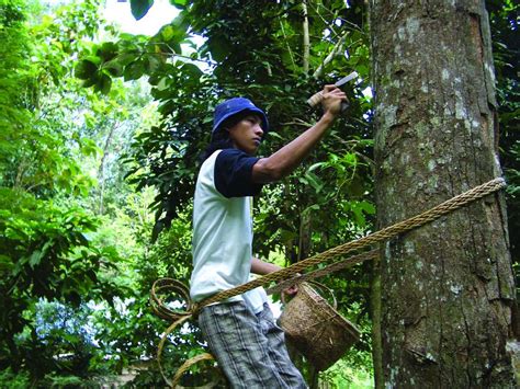 Zie setelah satu jam didiamkan ambil kertas minyak dan tempelkan pada beberapa bagian wajah yaitu di dahi, pipi, hidung, dan dagu, ujarnya. Pohon Keruing - Jenis, Morfologi, Potensi dan Manfaat