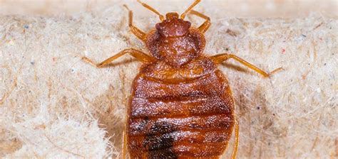 Bed Bug Extermination Alder Pest Management Inc Pest Control Services