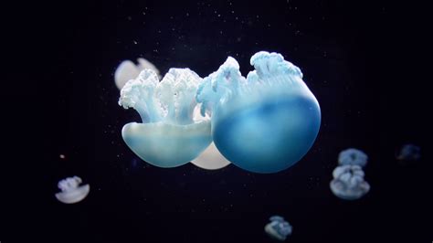 Download Wallpaper 3840x2160 Jellyfish Close Up Swim Underwater