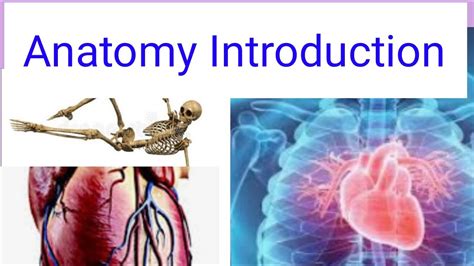 001 Anatomy Introduction Youtube