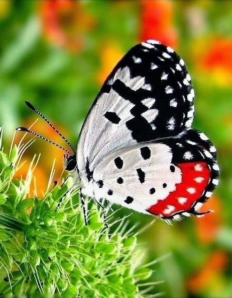 Awesome Butterflies ~ Stunning Nature