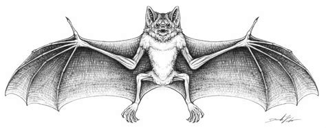How to draw a kitten super easy. Vampire bat Illustration by wrelm on DeviantArt