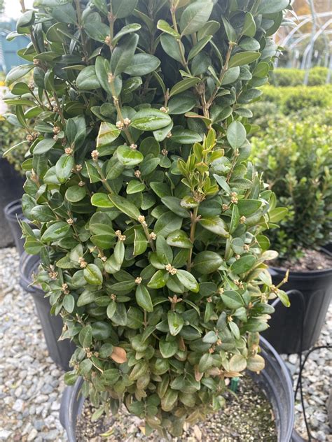 Buxus Sempervirens ‘ Fastigiata Piedmont Carolina