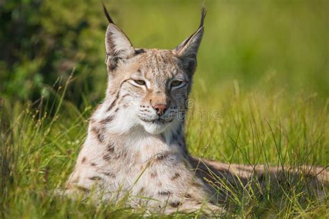 Proud Lynx Cat Sitting In The Snow Stock Photo Image Of Pets Animals