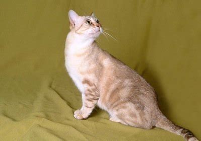 Dr truda straede using half burmese and a quarter each of abyssinian and domestic cat developed the australian mist. Australian Mist Cat) | Australian mist, Beautiful cats ...