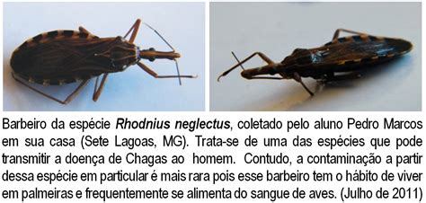 Barbeiro Chagas Como Identificar