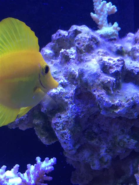 Captive Bred Yellow Tangs Reef2reef Saltwater And Reef Aquarium Forum