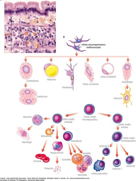 Diferenciación De Células Mesenquimatosas Histología Biología