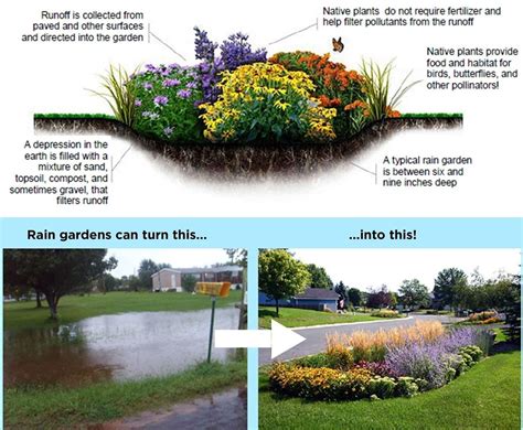 Roak Residential Rain Garden Resourcesprogram Rain Garden Diy Rain