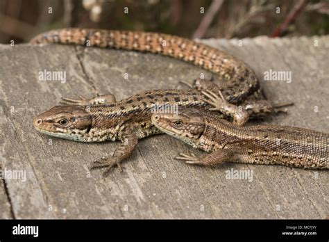 English Lizards Hi Res Stock Photography And Images Alamy
