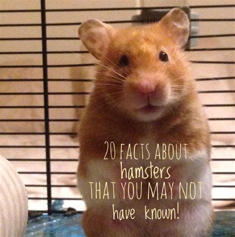 20 Interesting Facts About Hamsters That You May Not Know With