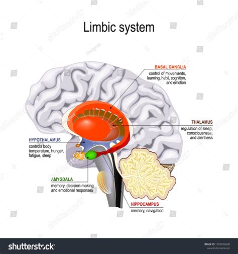 Diagram Limbic System Function Aflam Neeeak In 2021 Limbic System