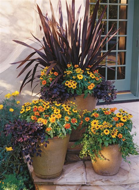 181 Best Images About Mixed Flowers For Pots By Pool On Pinterest Container Plants Fall