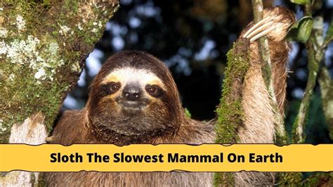 Sloth Sanctuary Around The World 8 Places To Visit Sloth Of The Day