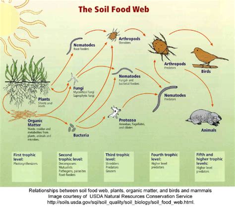 Meskipun hidup di habitat yang berbeda, tapi urutan dan cara kerjanya tetap sama. Rantai Makanan, Jaring-jaring Makanan, Piramida Ekologi ...