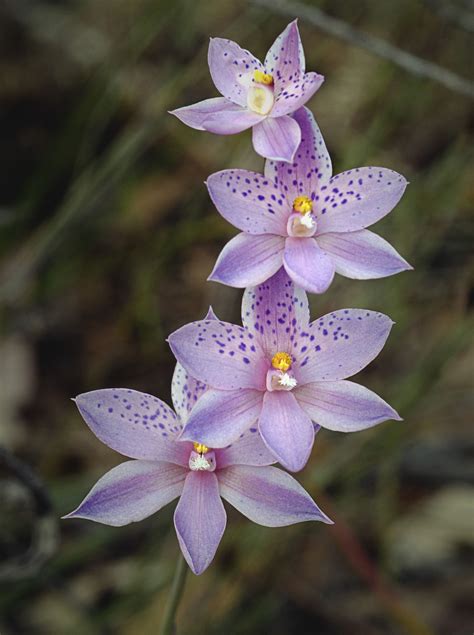 Thelymitra Ixioides In A Variant Color Orchidsandflowers Beautiful