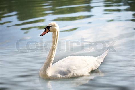 Swan On The Lake Under The Sunshine Stock Image Colourbox