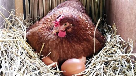 Broody Hens What Are They And How To Handle Them With Care