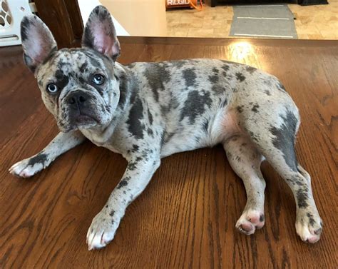 Platinum lilac and tan quad. 9 Things You Should Know About Merle French Bulldogs - Ned ...