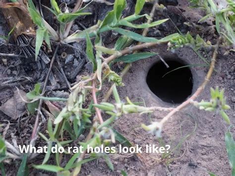 How To Get Rid Of Rat Holes In Yard And Garden Yardowner