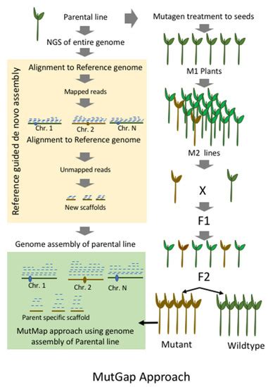 Plants Special Issue Advances In Plant Mutagenesis Research