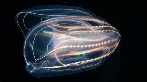 Though Named Comb Jellies This Walnut Sized Creature Isnt A Jellyfish